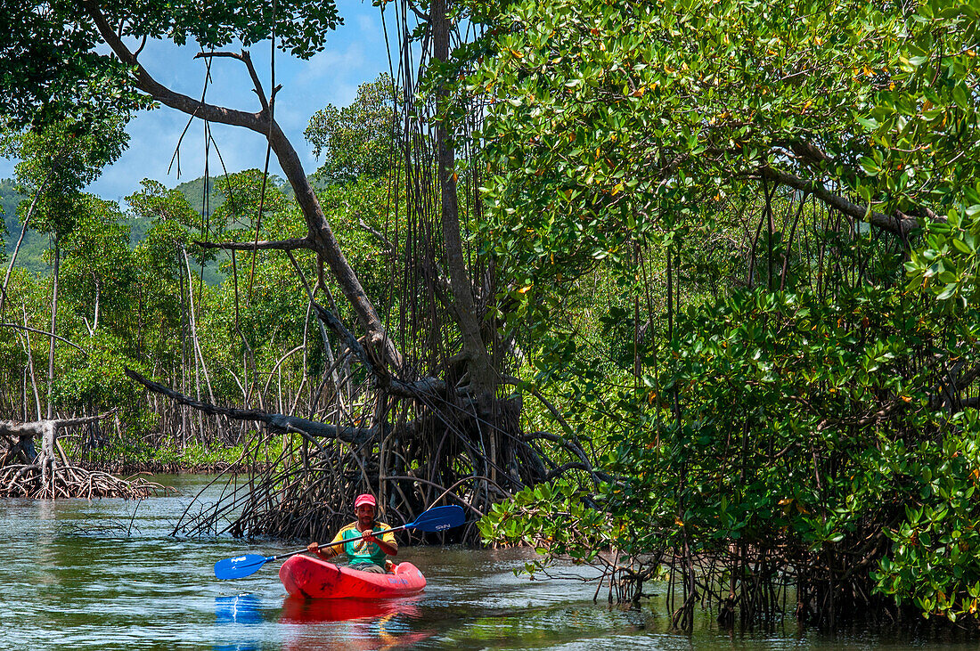 Kayaking in the rainforest, Mangroves. Ecotourism. Los Haitises National Park, Sabana de La Mar, Dominican Republic.