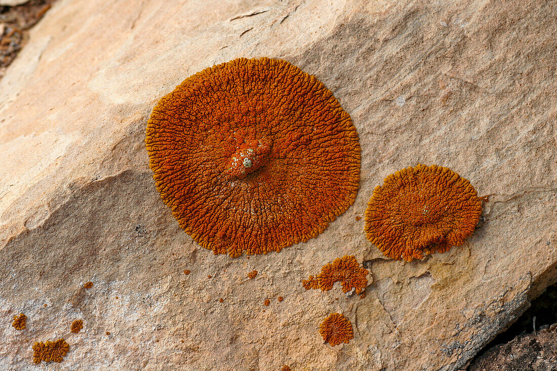 Bunte Krustenflechten auf einem Sandsteinfelsen in der Wüste bei Moab, Utah