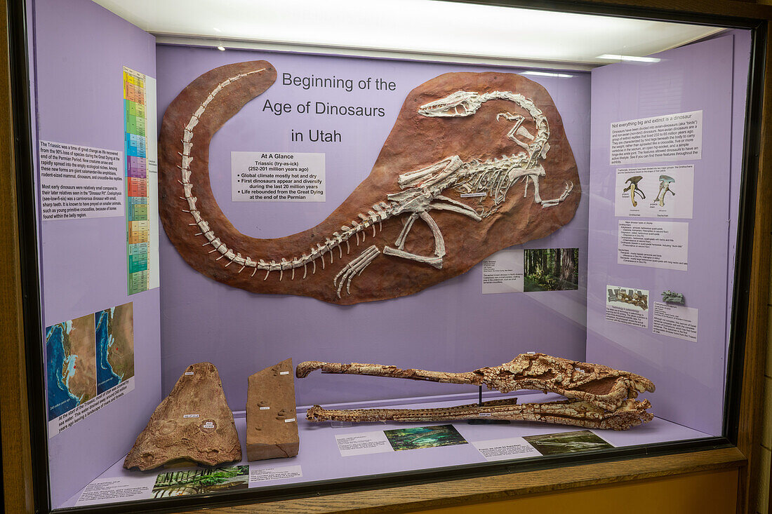Skelettabguss eines Coelophysis, Coelophys bauri, und Krodilenschädel im USU Eastern Prehistoric Museum in Price, Utah