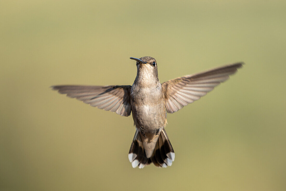 A female Black-chinned Hummingbird, Archilochus alexandri, hovering in flight.