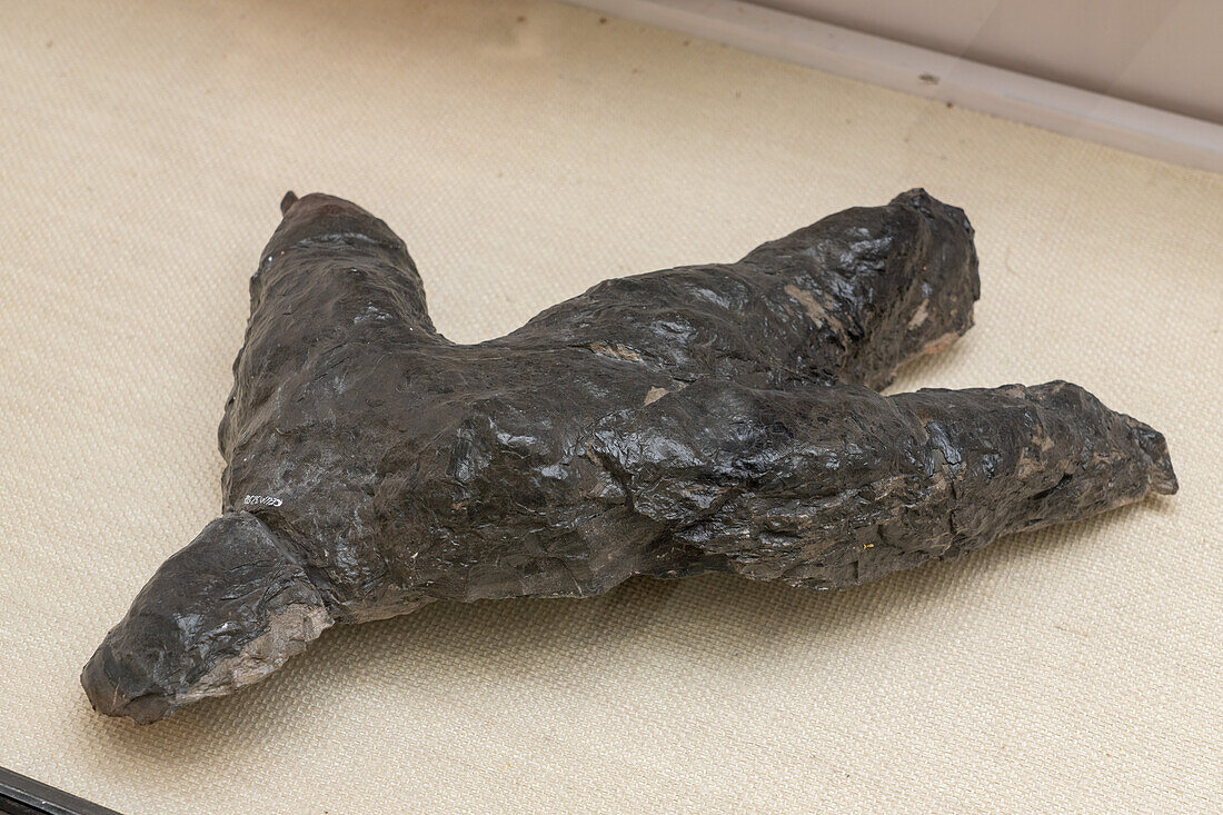 Versteinerter Fußabdruck eines Hadrosauriers oder Entenschnabeldinosauriers aus einer Kohlemine. USU Östliches Prähistorisches Museum, Price, Utah