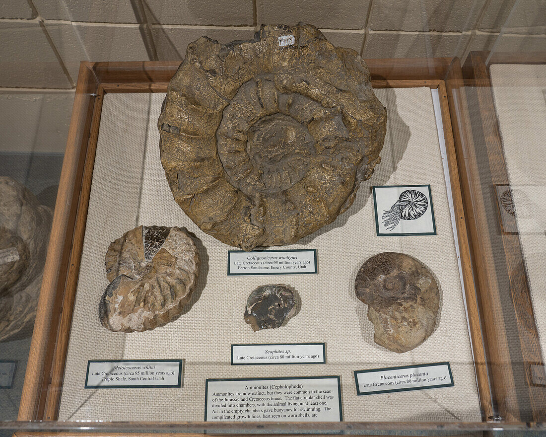 Ausstellung von Ammonitenfossilien im USU Eastern Prehistoric Museum in Price, Utah