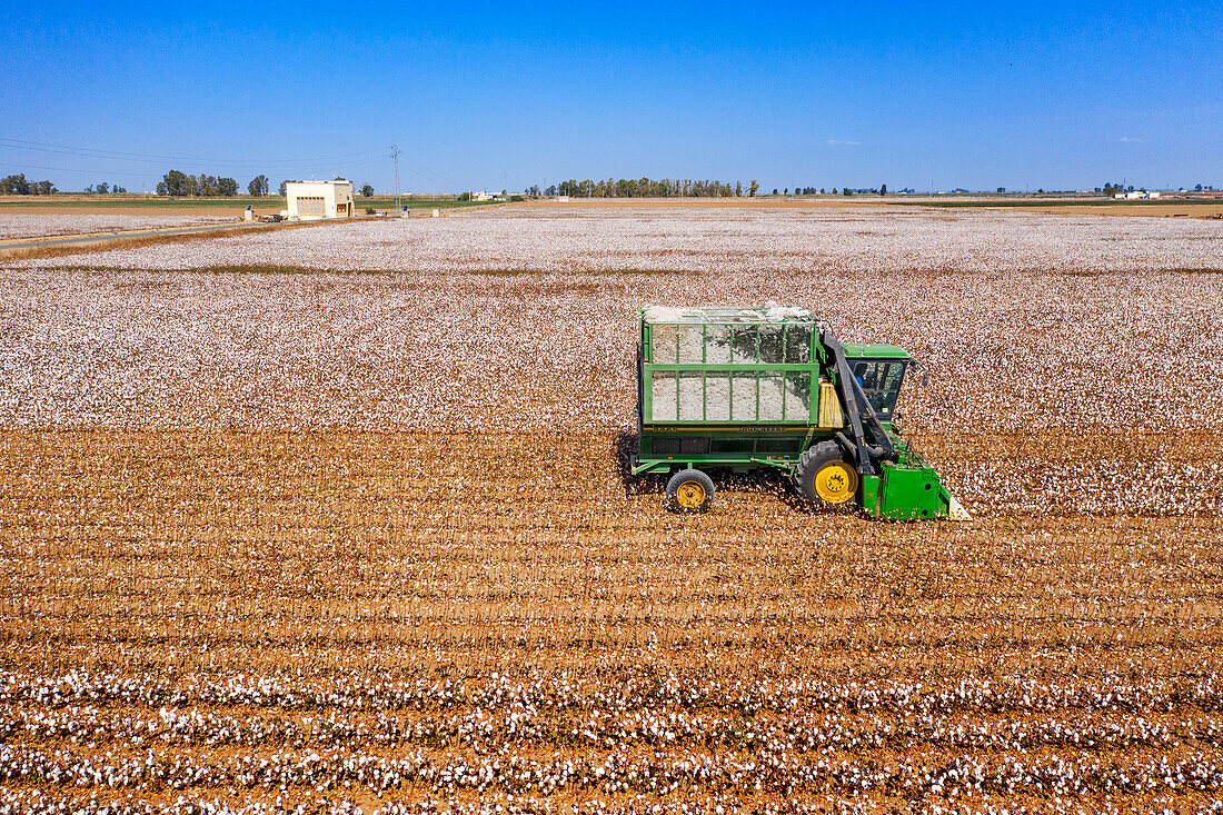 Cotton fields in Isla Mayor, Lebrija, Seville, Spain. The Lower Guadalquivir, a reference area for Andalusian cotton production. Cotton stripper while harvesting a field mature high-yield stripper cotton.