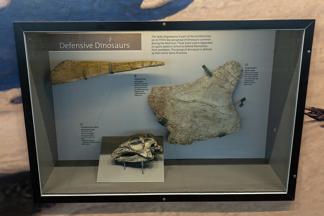 Tail spike & back plate of a Stegosaurus stenops in the Quarry Exhibit Hall of Dinosaur National Monument, Utah. Also a skull cast of a Dryosaurus altus.