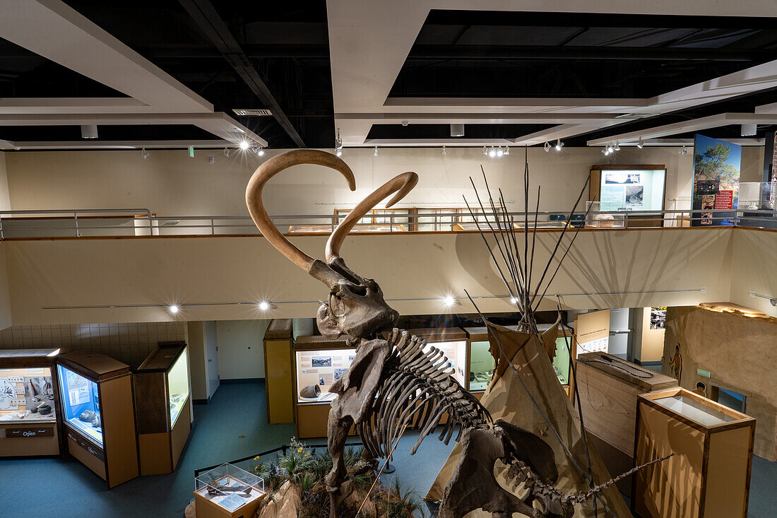 Ein kolumbianisches Mammut, Mammuthus columbi, im USU Eastern Prehistoric Museumin Price, Utah. Bekannt als das Huntington-Mammut, wo es 1988 entdeckt wurde