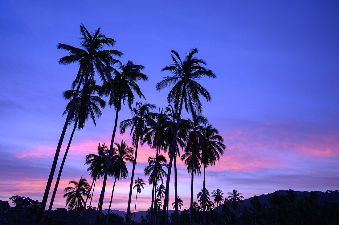 Kokosnusspalmen bei Sonnenaufgang auf dem Campingplatz in Chacala, Nayarit, Mexiko