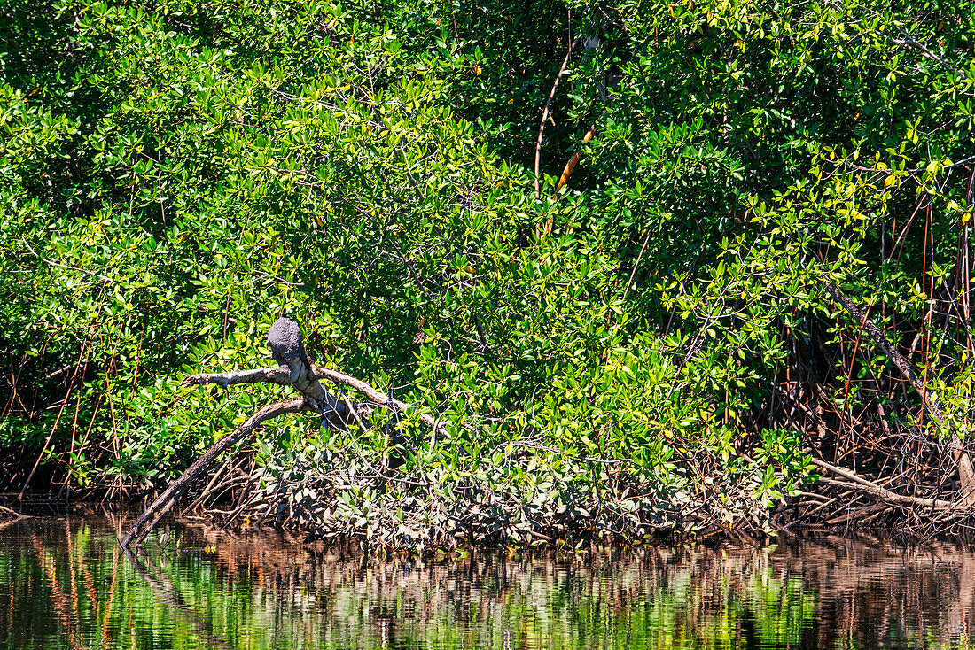 Mangroves in Puerto Barillas in Jiquilisco Bay in Gulf of Fonseca Pacific Ocean El Salvador Central America.