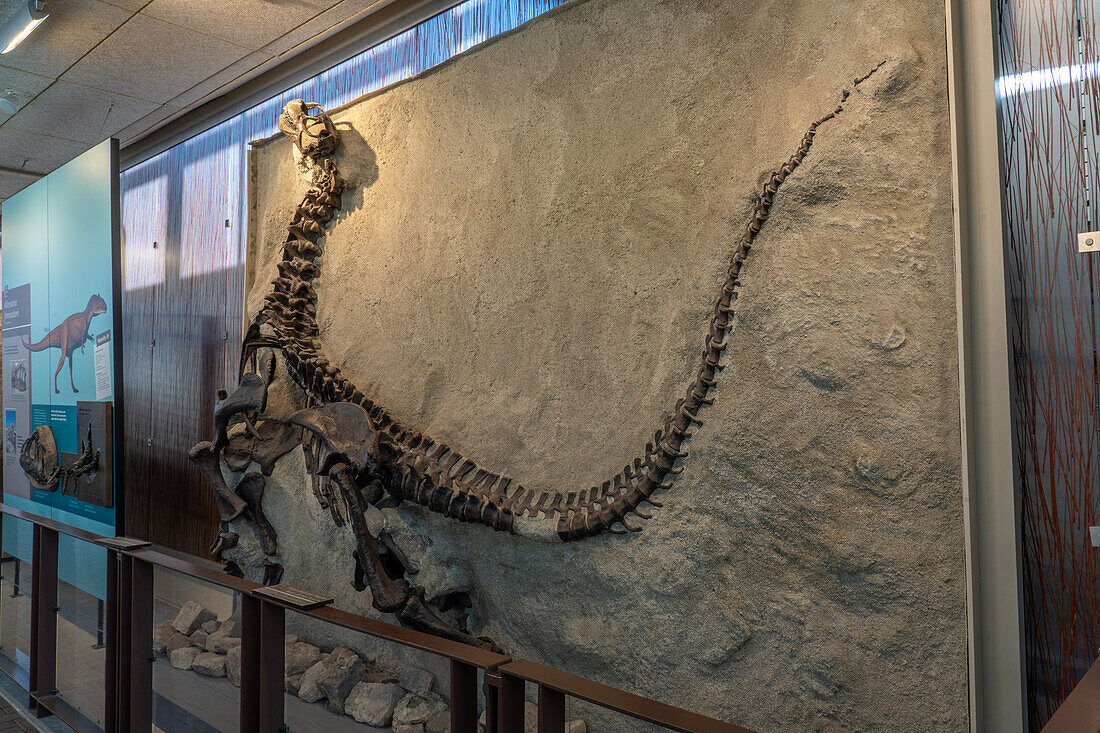 Fossilized skeleton of a young camarasaurus in the Quarry Exhibit Hall of Dinosaur National Monument in Utah. This is the most complete sauropod skeleton ever found.