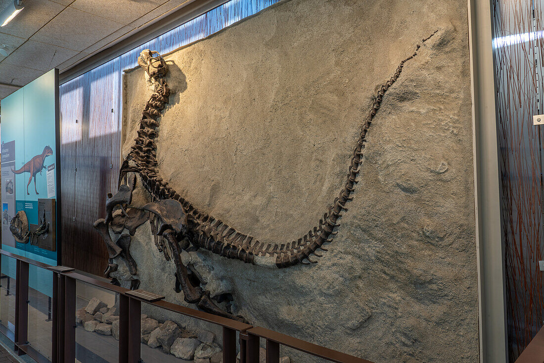 Versteinertes Skelett eines jungen Camarasaurus in der Quarry Exhibit Hall des Dinosaur National Monument in Utah. Dies ist das vollständigste Sauropodenskelett, das je gefunden wurde.