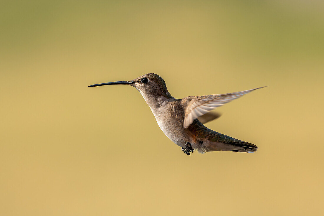 A female Black-chinned Hummingbird, Archilochus alexandri, hovering in flight.