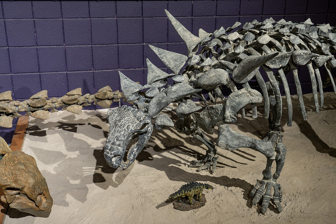 Rekonstruiertes Skelett eines Animantarx ramaljonesi, eines gepanzerten Ankylosaurier-Nodosauriers. Prähistorisches Museum, Price, Utah