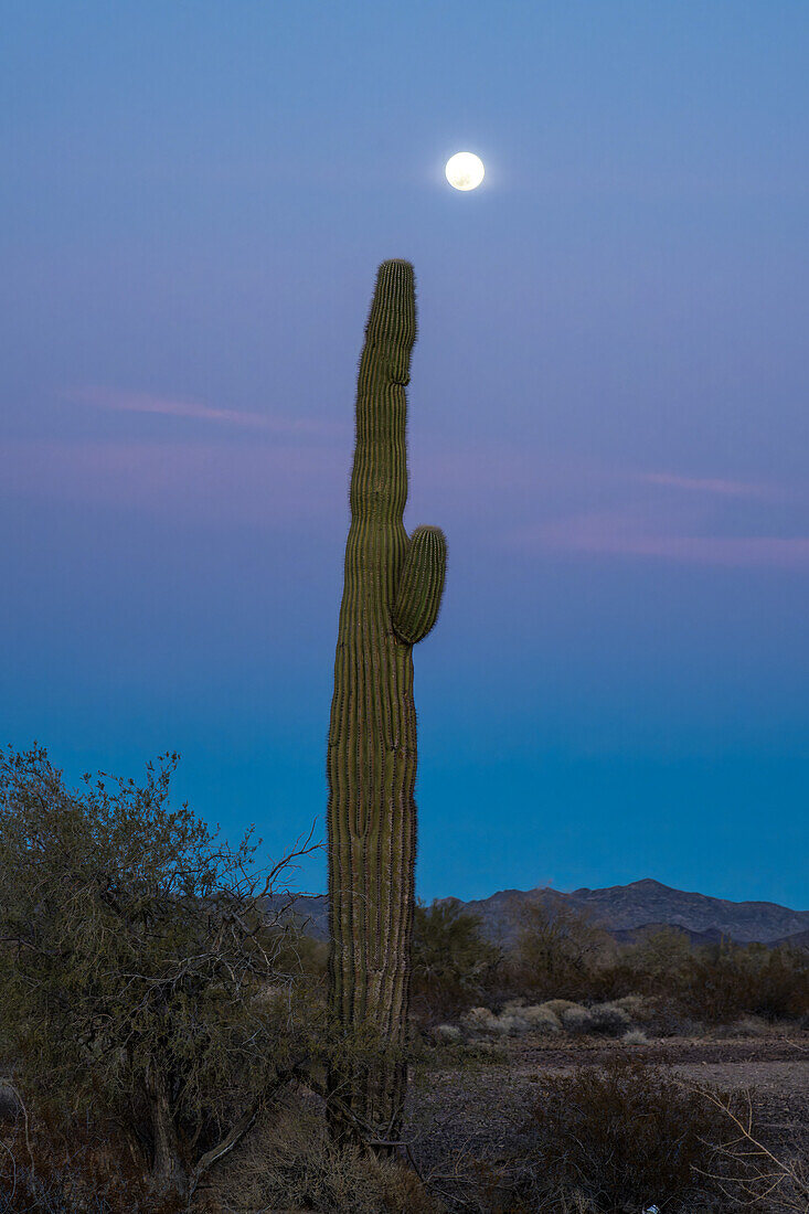 Der Vollmond und der Saguaro-Kaktus in der Abenddämmerung in der Sonoran-Wüste bei Quartzsite, Arizona