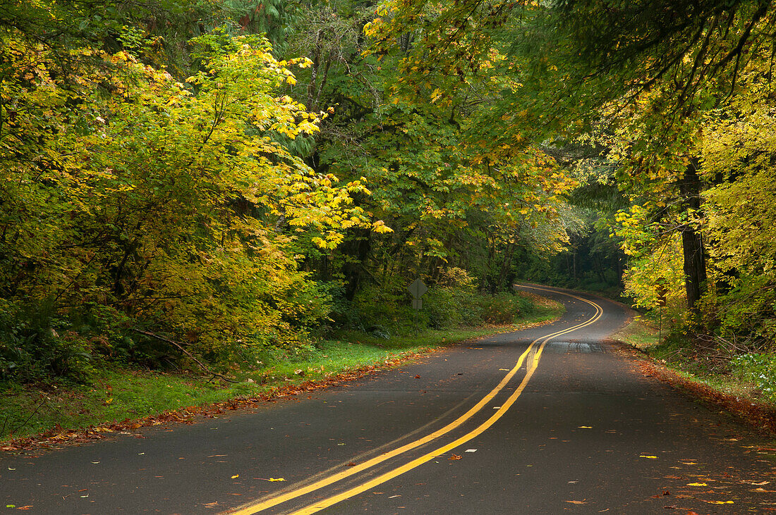 Siuslaw River Road im Herbst, Coast Range Mountains, Lane County, Oregon
