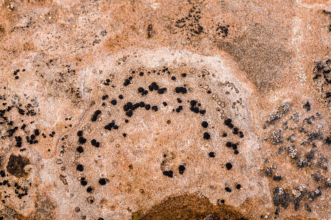 Krustenflechten auf einem Sandsteinfelsen in der Wüste bei Moab, Utah