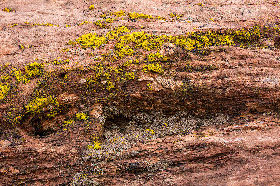 Krusten- und Blattflechten auf einem Sandsteinbrocken in der Wüste bei Moab, Utah