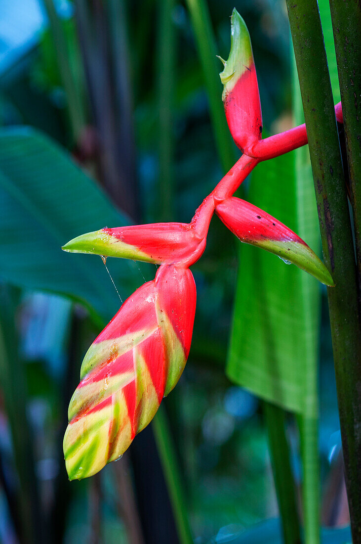 Paradiesvogel (Heliconia) im Tambopata-Nationalreservat in Peru