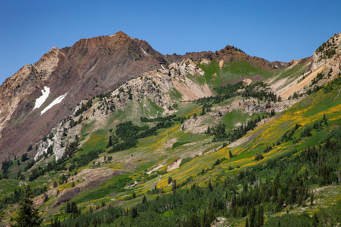 Sommerliche Wildblumenblüte im Albion Basin im Little Cottonwood Canyon bei Salt Lake City, Utah. Der Mount Superior liegt dahinter