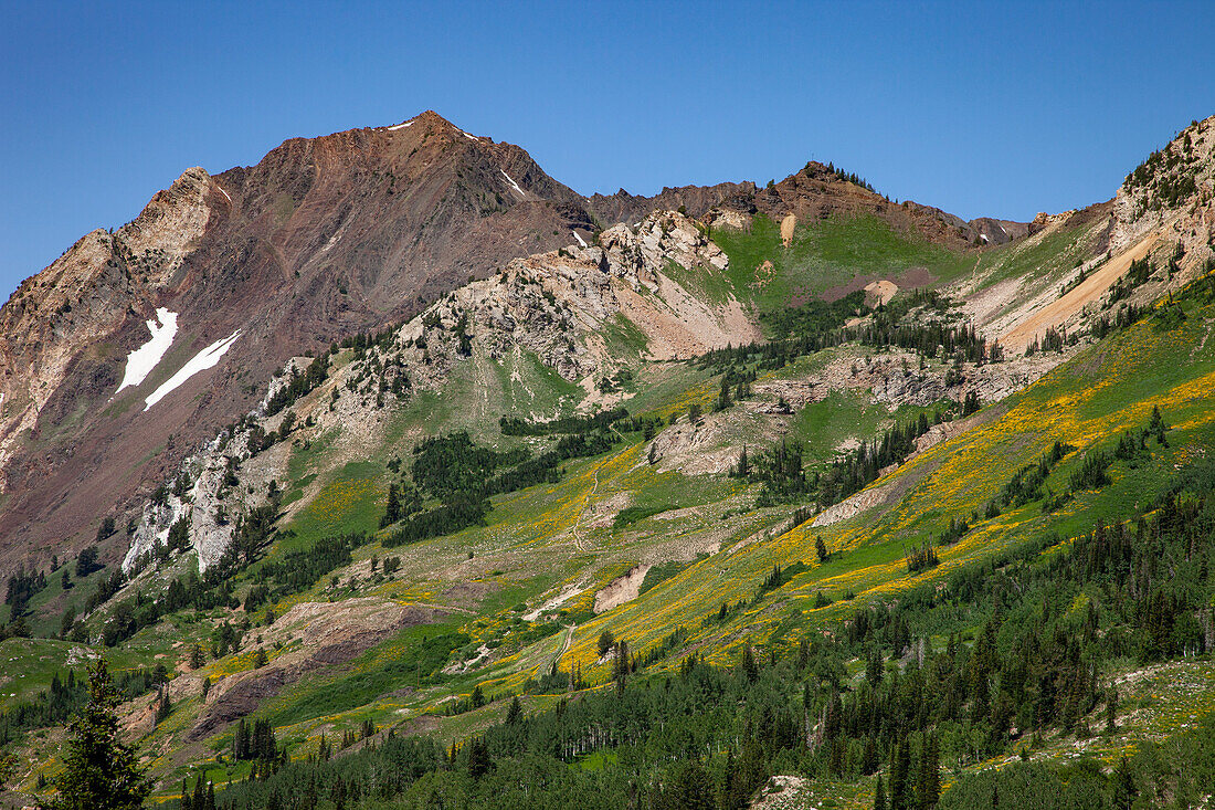 Summer wildflower bloom in Albion Basin in Little Cottonwood Canyon by Salt Lake City, Utah. Mount Superior is behind.