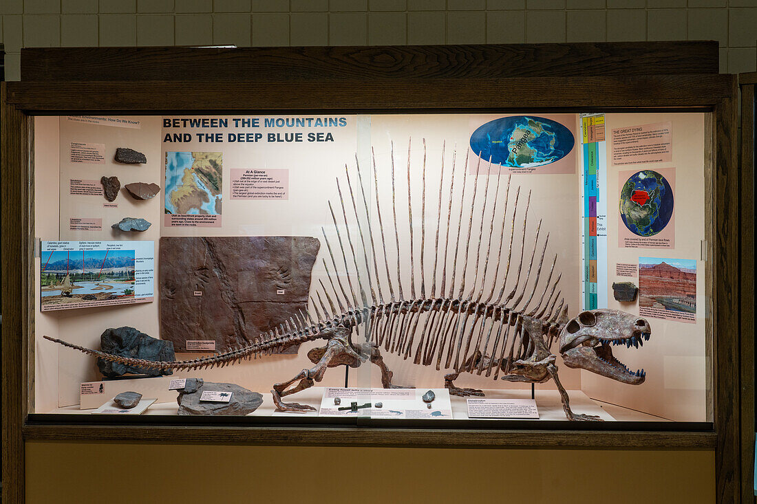 Skelettabguss eines Dimetrodon, eines Segelrückenreptils, im USU Eastern Prehistoric Museum in Price, Utah
