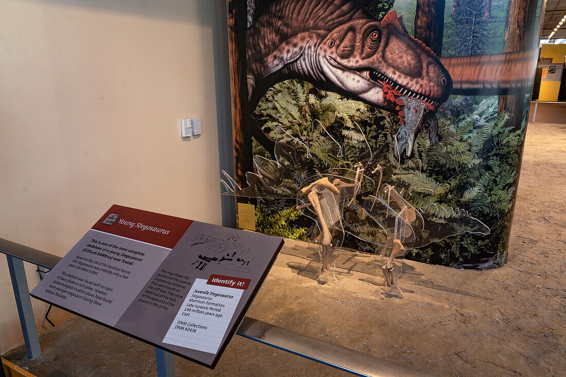 Display of the bones of a juvenile stegosaurus in the Quarry Exhibit Hall of Dinosaur National Monument in Utah.
