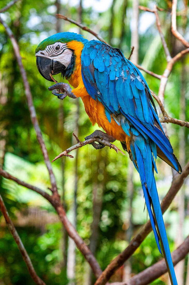 Blue and yellow macaw (Ara ararauna) portrait.