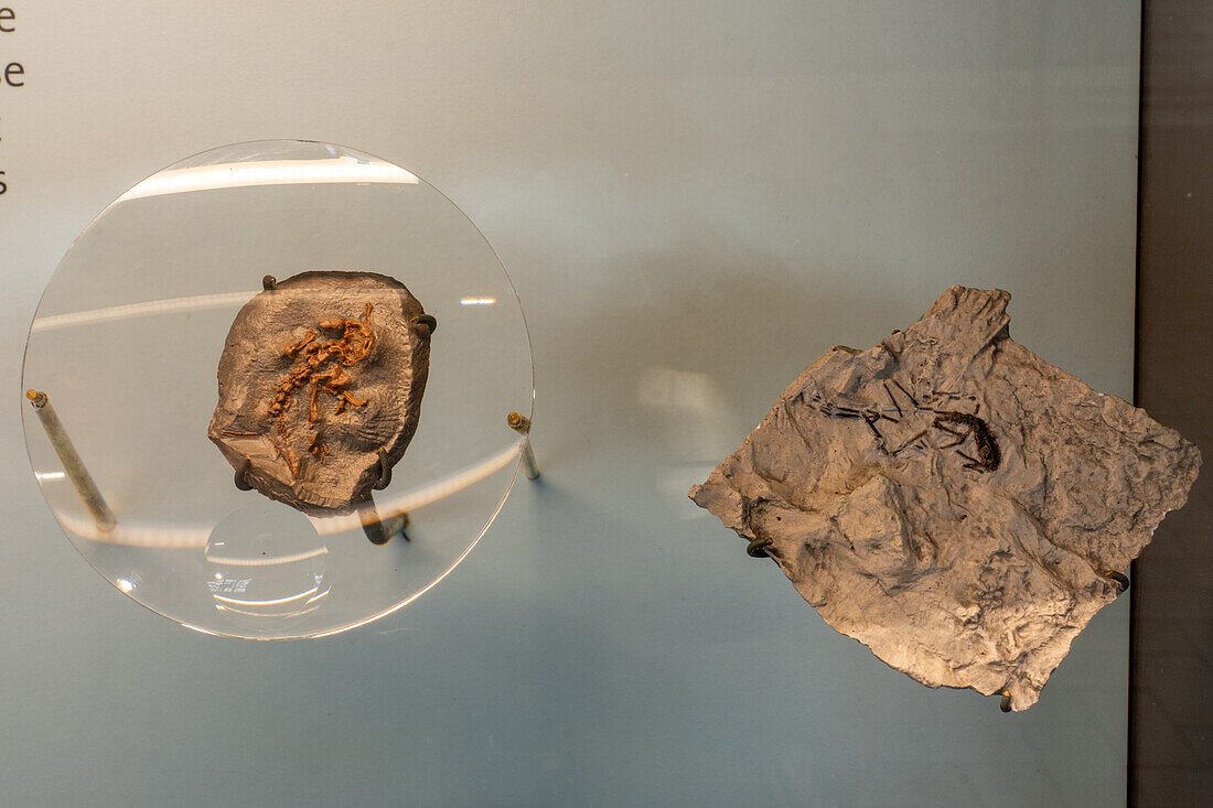 A fossilized skeleton of a salamander & a frog in the Quarry Exhibit Hall of Dinosaur National Monument in Utah.