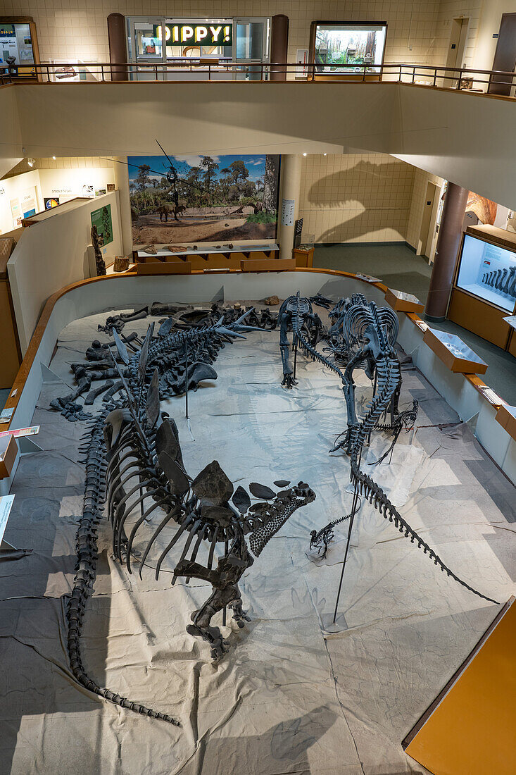 Display of various dinosaur skeletons in the USU Eastern Prehistoric Museum, Price, Utah, with a stegosaurus in front.
