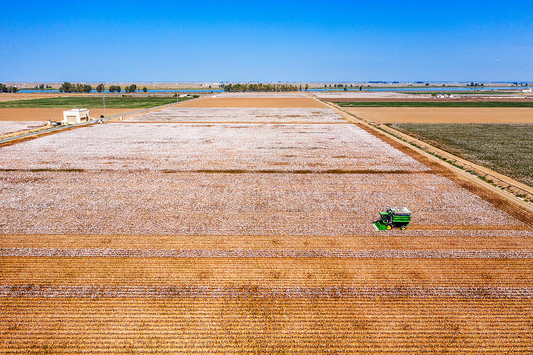 Cotton fields in Isla Mayor, Lebrija, Seville, Spain. The Lower Guadalquivir, a reference area for Andalusian cotton production. Cotton stripper while harvesting a field mature high-yield stripper cotton.