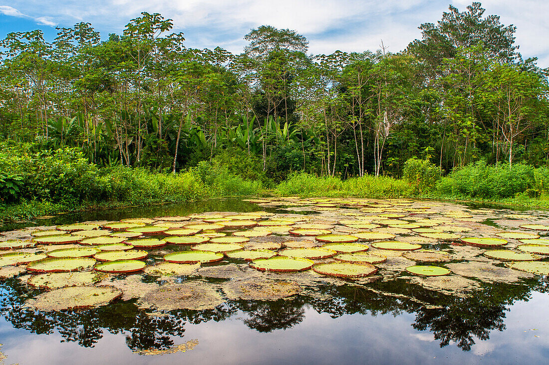 Victoria amazonica ist eine blühende Pflanzenart, die größte der Seerosenfamilie Nymphaeaceae in der Nähe von Iquitos, Loreto, Peru. Auf einem der Nebenflüsse des Amazonas nach Iquitos etwa 40 Kilometer nahe der Stadt Indiana