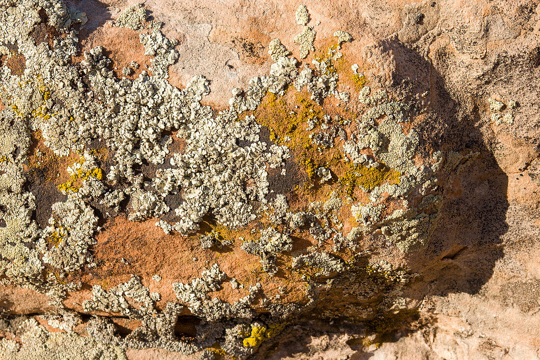 Krusten- und Blattflechten auf einem Sandsteinbrocken in der Wüste bei Moab, Utah