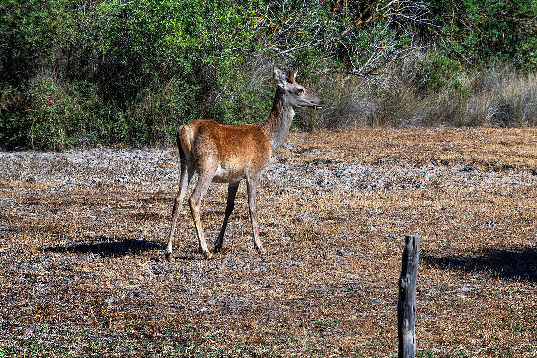 Cervus elaphus hispanicus deer in Parque Nacional de Doñana National Park, Almonte, Huelva province, Region of Andalusia, Spain, Europe