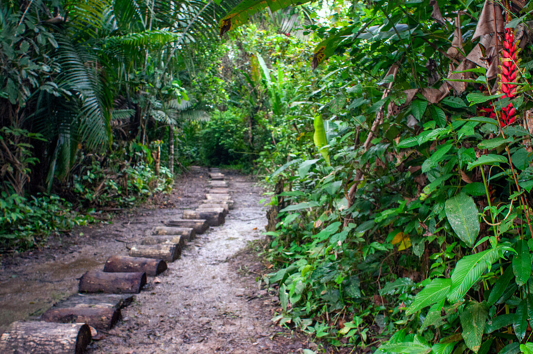 Landschaft des primären Amazonas-Dschungel-Regenwaldes während einer Wanderung im Indianerdorf bei Iquitos, Loreto, Peru, Südamerika