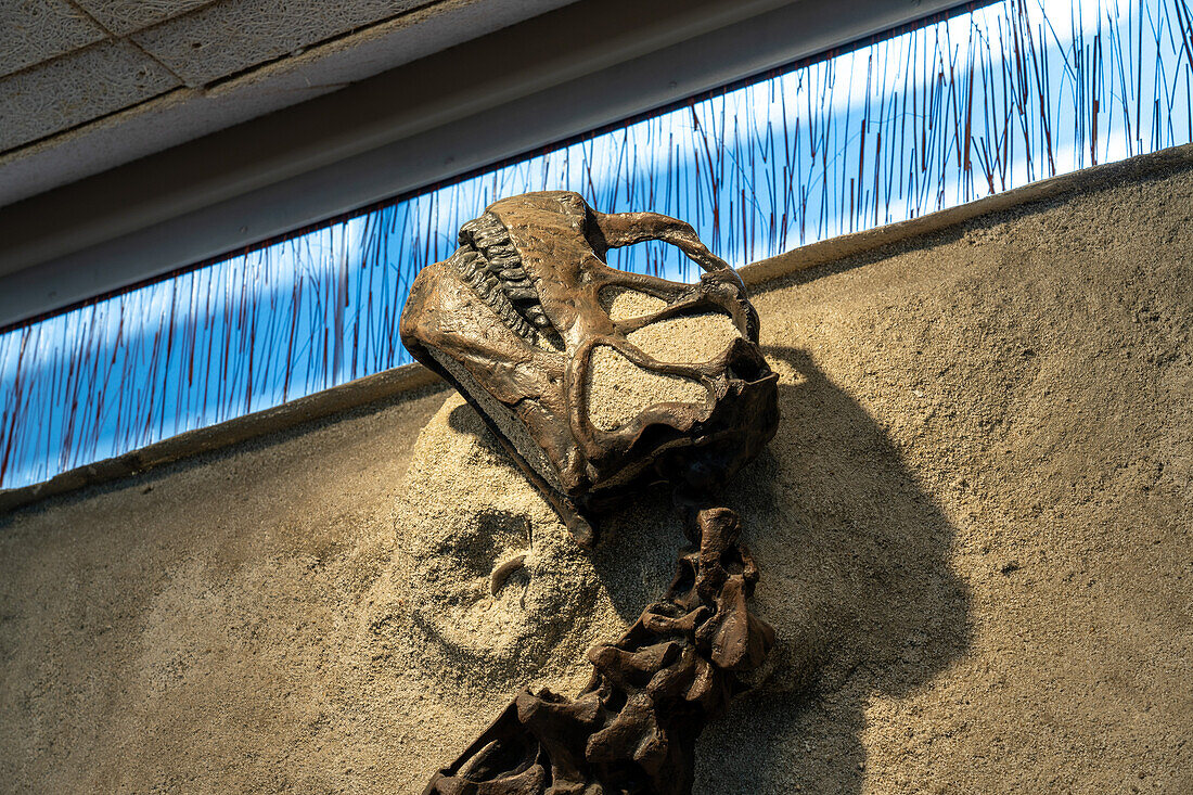 Der versteinerte Schädel eines jungen Camarasaurus in der Quarry Exhibit Hall des Dinosaur National Monument in Utah. Dies ist das vollständigste Sauropoden-Skelett, das je gefunden wurde.