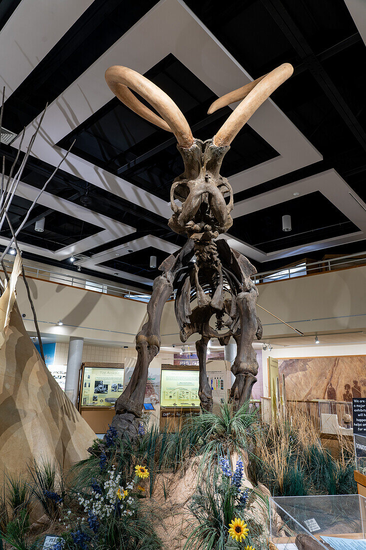 Ein kolumbianisches Mammut, Mammuthus columbi, im USU Eastern Prehistoric Museumin Price, Utah. Bekannt als das Huntington-Mammut, wo es 1988 entdeckt wurde