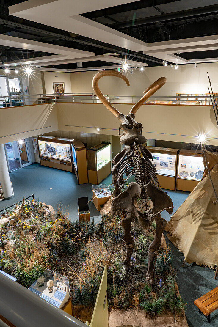 Ein Diorama eines kolumbianischen Mammuts, das von einem Mann mit einem Atlatl gejagt wird. USU Östliches Prähistorisches Museum, Price, Utah