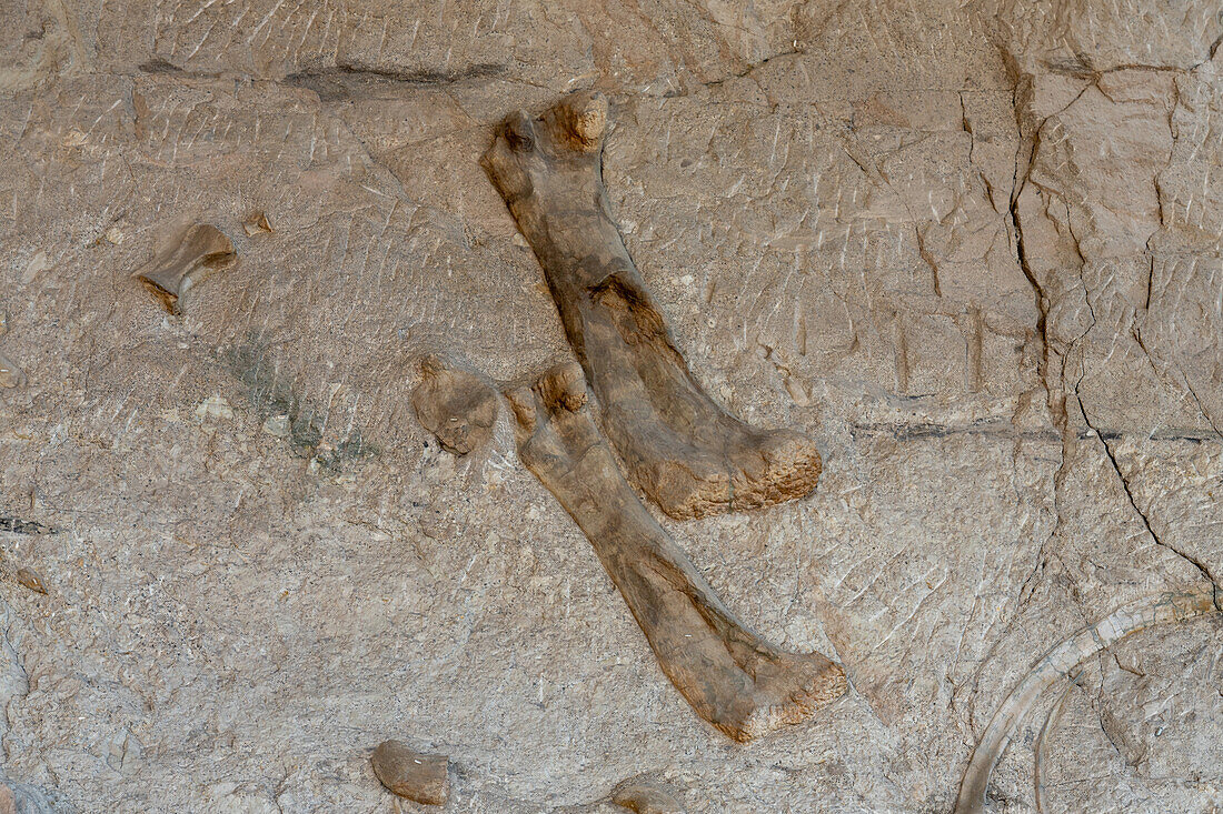 Partially-excavated sauropod dinosaur bones on the Wall of Bones in the Quarry Exhibit Hall, Dinosaur National Monument, Utah.