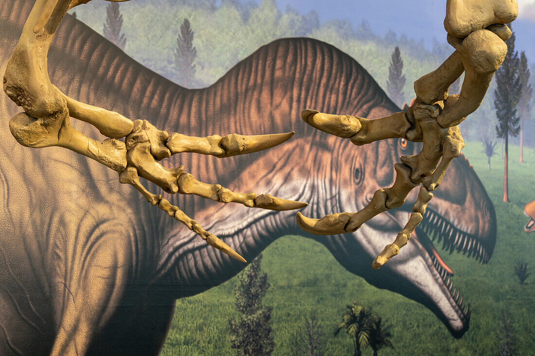 Detail der Klauen eines Allosaurus fragilis in der Quarry Exhibit Hall im Dinosaur National Monument in Utah