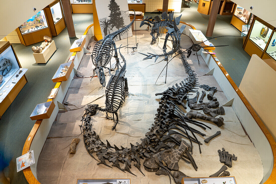 Display of various dinosaur skeletons in the USU Eastern Prehistoric Museum, Price, Utah. A large camarasaurus is in front.