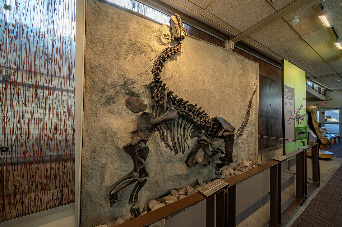 Versteinertes Skelett eines jungen Camarasaurus in der Quarry Exhibit Hall des Dinosaur National Monument in Utah. Dies ist das vollständigste Sauropodenskelett, das je gefunden wurde.