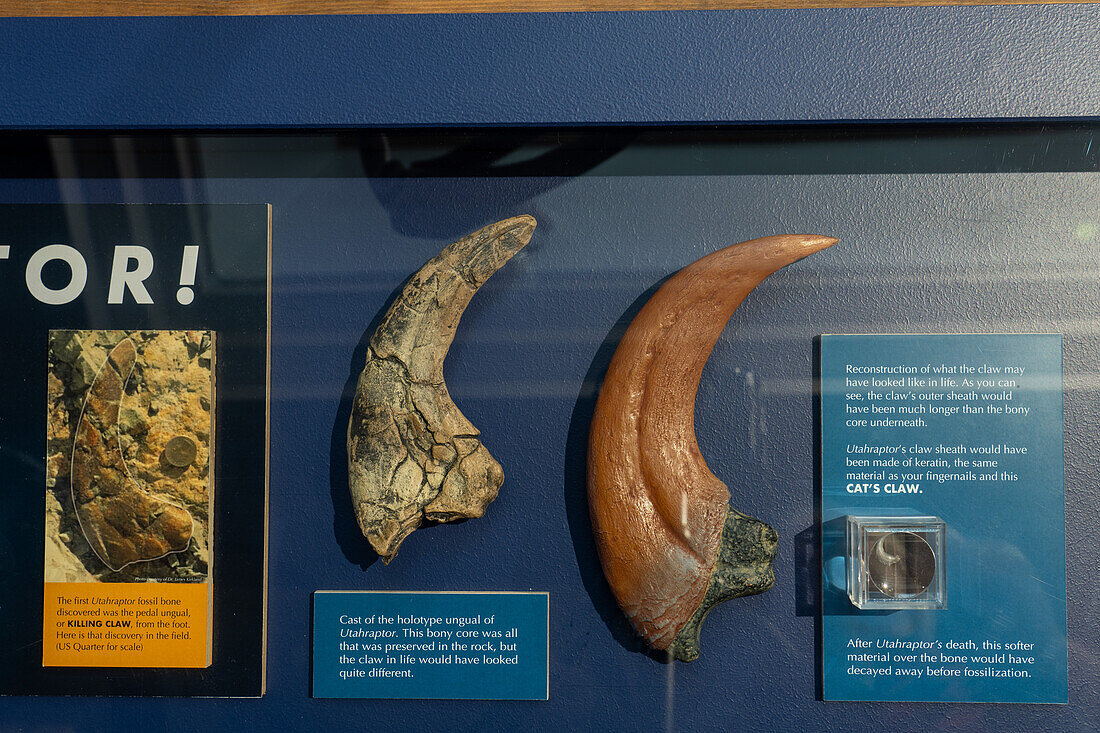 Killing claw or ungual of Utahraptor, Utahraptor ostrommaysi, in the USU Eastern Prehistoric Museum in Price, Utah.