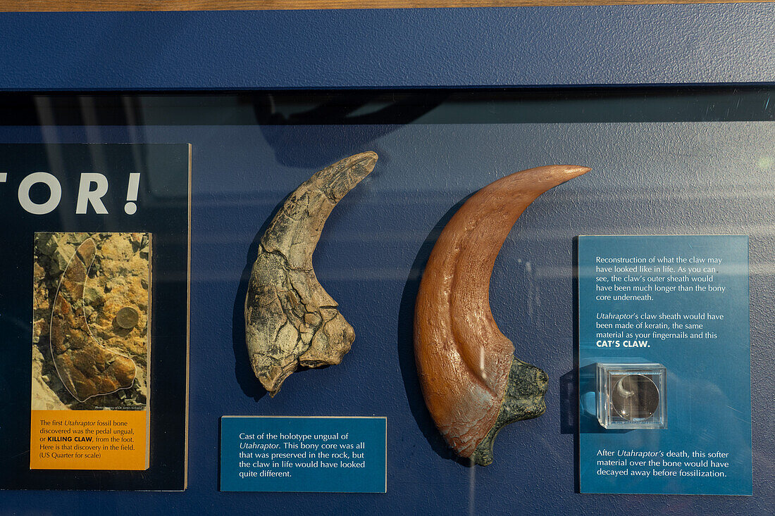 Tötungsklaue eines Utahraptors, Utahraptor ostrommaysi, im USU Eastern Prehistoric Museum in Price, Utah
