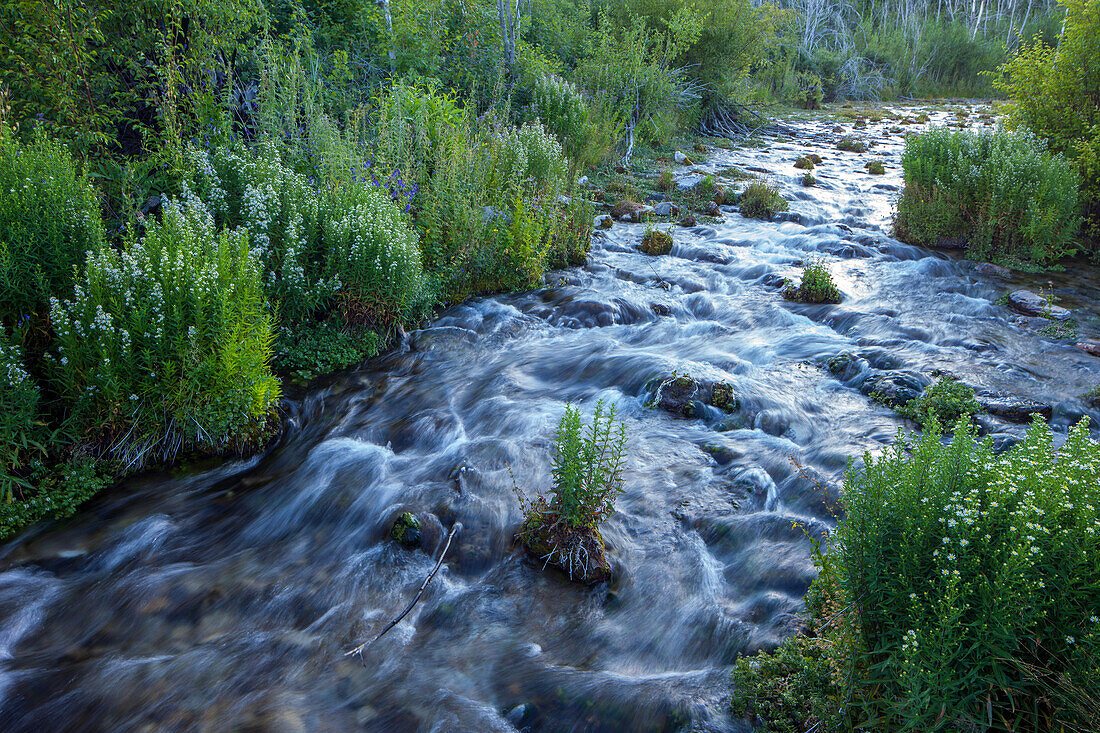 Blühende Wildblumen bei Cascade Springs auf dem Berg Timpanogos im Uinta National Forest in Utah