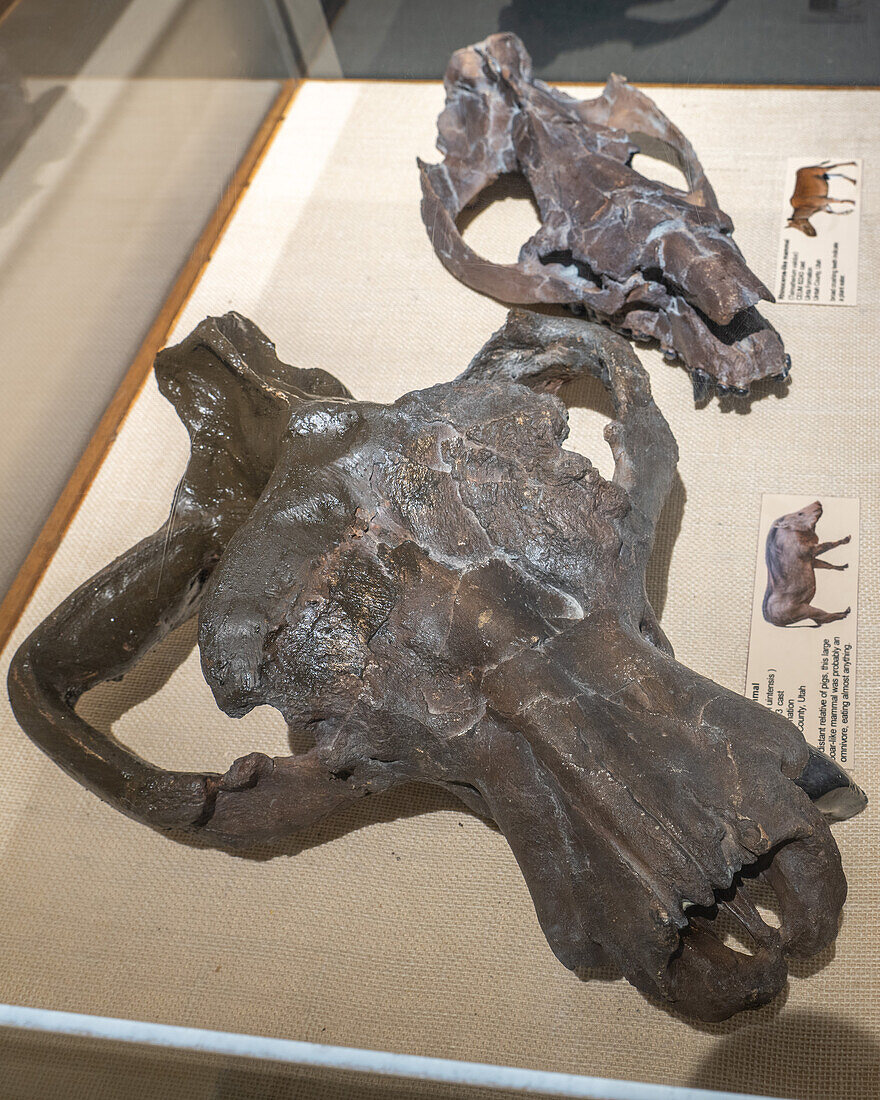 Schädel von Achaenodon uintensis, einem großen eberähnlichen Säugetier, im USU Eastern Prehistoric Museum, Price, Utah