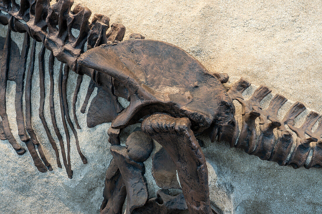 Versteinerte Hüftknochen eines jungen Camarasaurus in der Quarry Exhibit Hall des Dinosaur National Monument in Utah. Dies ist das vollständigste Sauropoden-Skelett, das je gefunden wurde.