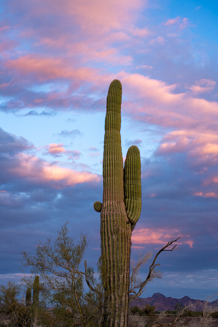 Ein Saguaro-Kaktus und pastellfarbene Wolken bei Sonnenuntergang in der Sonoran-Wüste bei Quartzsite, Arizona