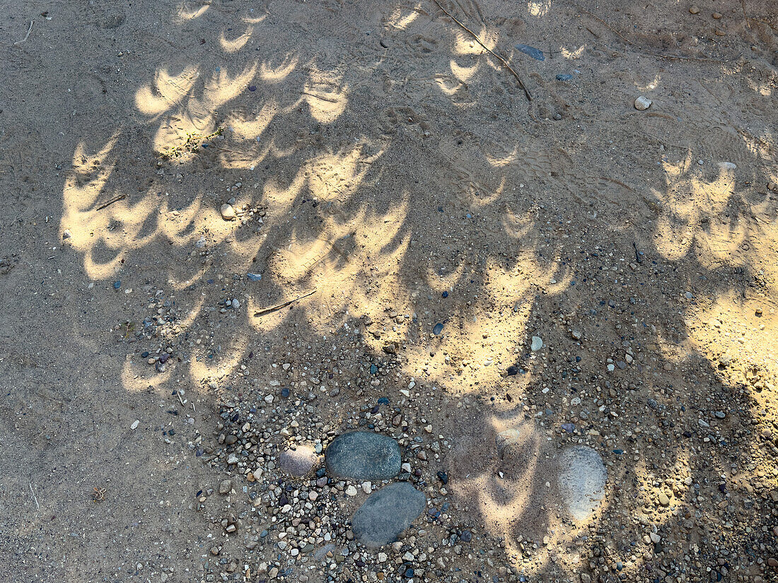 Halbmondförmige Schatten auf dem Boden eines Baumes während einer ringförmigen Sonnenfinsternis in Utah