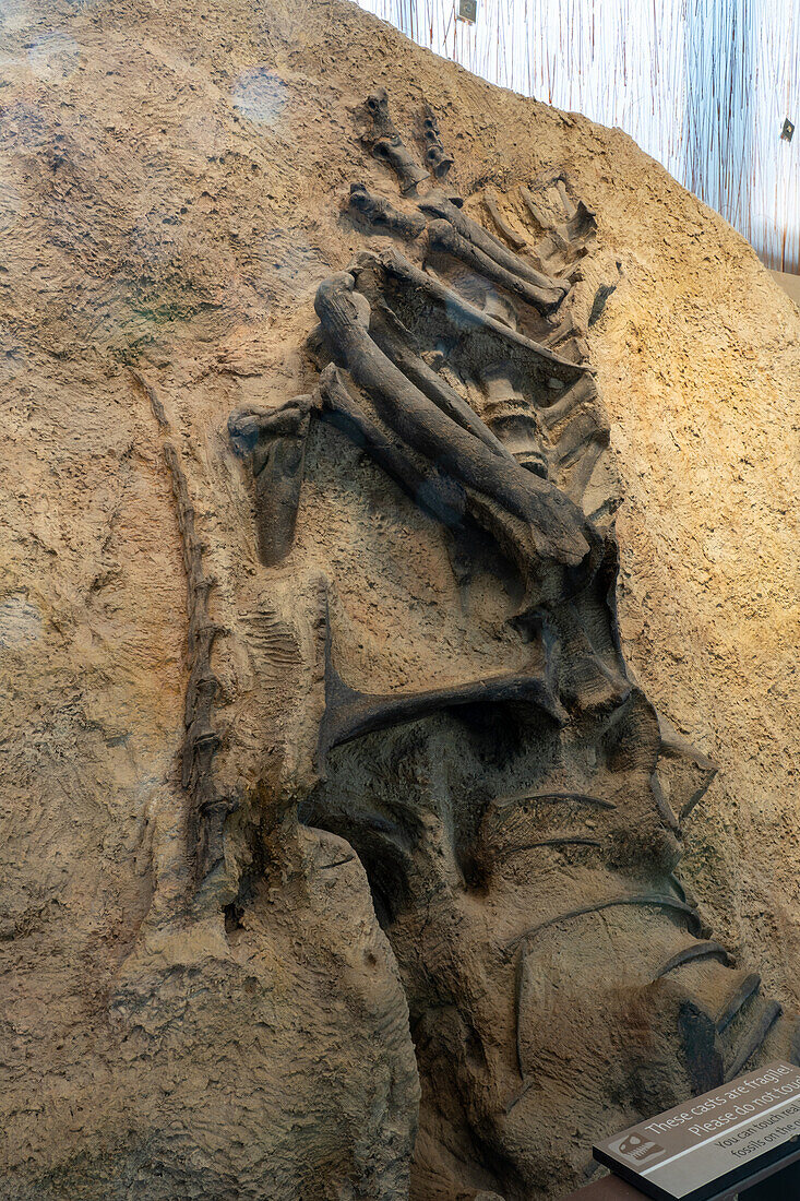 Cast of a fossilized skelton of an Allosaurus jimmadseni in the Quarry Exhibit Hall of Dinosaur National Monument in Utah.
