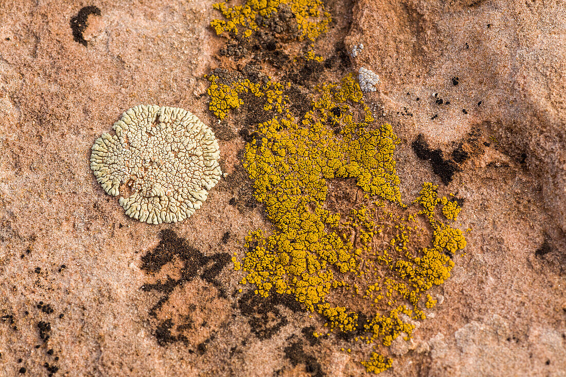 Bunte Krustenflechten auf einem Sandsteinfelsen in der Wüste bei Moab, Utah