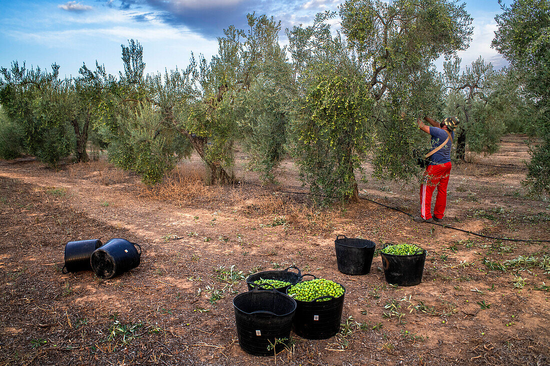 Arbeiter beim Sammeln der Oliven von den Olivenbäumen, Cañada de los pájaros, Nationalpark Doñana, Sevilla, Spanien