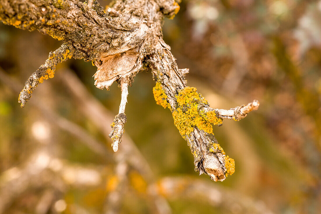 Colorful foliose lichens on a tree branch in the desert in Sego Canyon near Thompson, Utah.